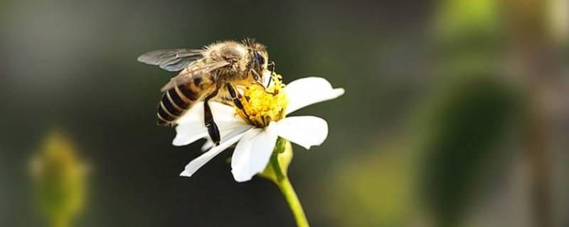 蜜蜂受人们欢迎的原因是什么 蜜蜂受人们欢迎的原因是什么?