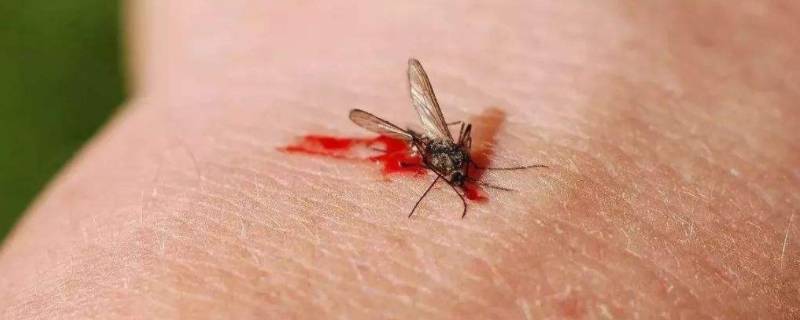 为什么蚊子要吸血 为什么蚊子要吸血才能生活呢