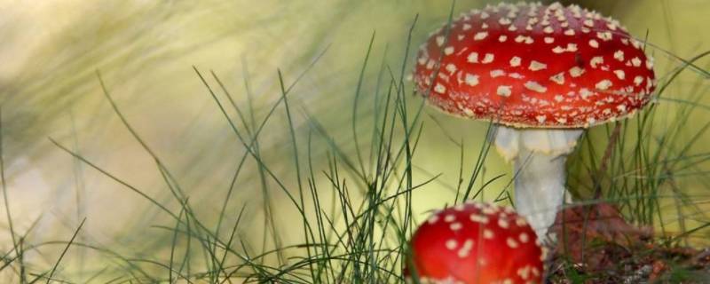 什么是迷幻毒蘑菇中的主要成分 什么毒品是迷幻菇的主要成分