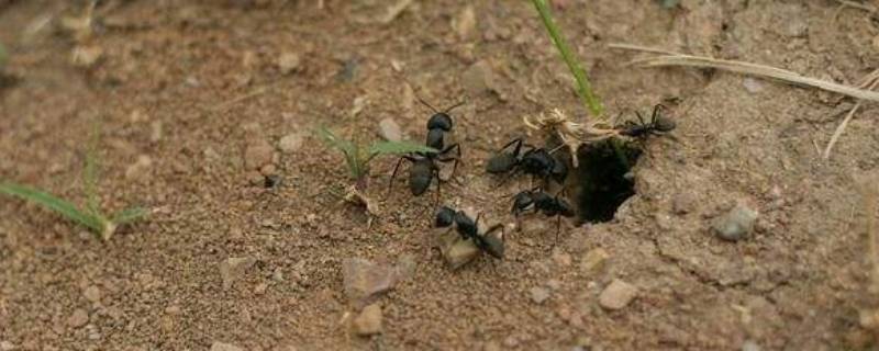 观察蚂蚁是科学研究吗（蚂蚁的科学观察实验报告）