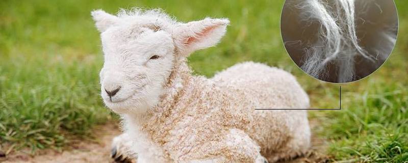 羊毛可以做成哪些东西 羊毛可以制作什么