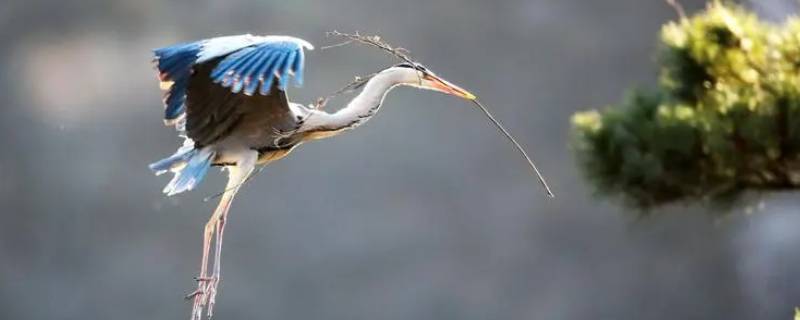 青庄鸟是几级保护动物 金青鸟是国家几级保护动物
