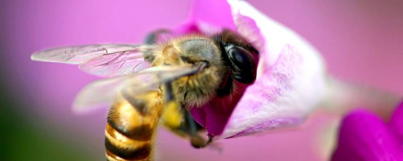 蜜蜂的前翅是什么类型 蜜蜂的前后翅是什么类型