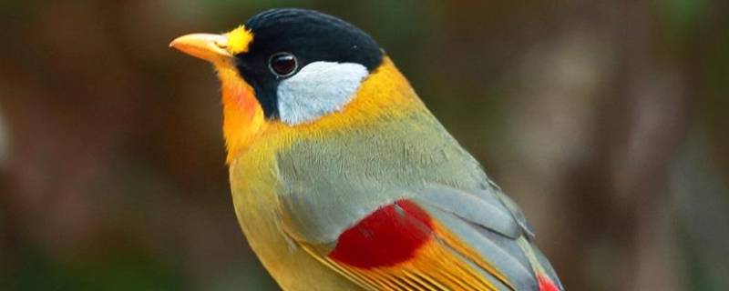 小鸟的特点和生活特征 小鸟的生活特点是什么