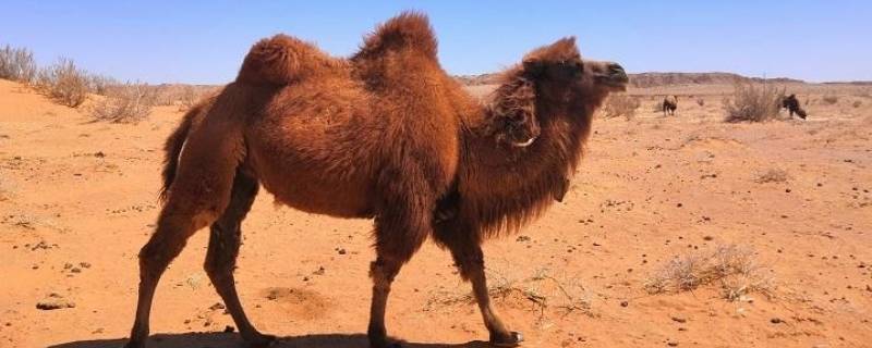 骆驼只有双峰驼一种对吗 骆驼单峰驼和双峰驼