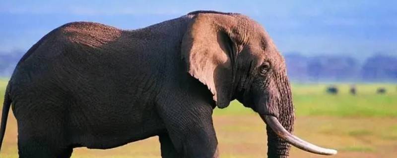 非洲象和印度象的区别（非洲象和印度像有什么区别?）