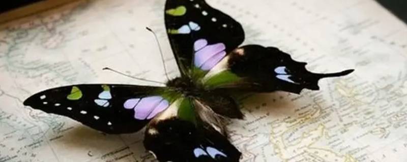 蝴蝶标本的制作方法 蝴蝶标本的制作方法图解