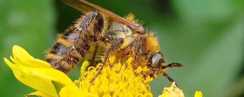 在土里筑巢的蜂叫什么 在地上筑巢的是什么蜂