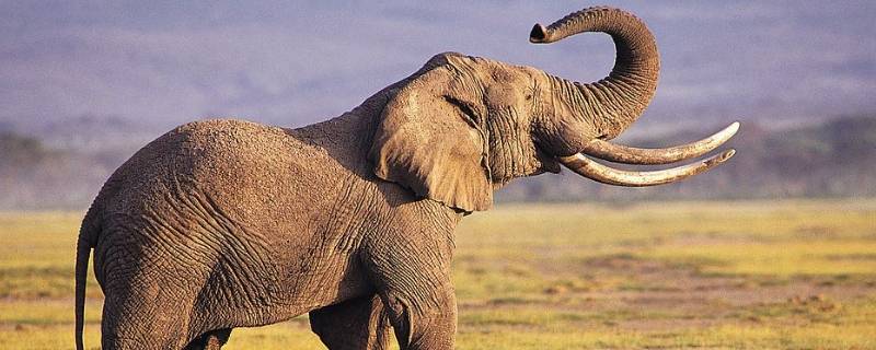 大象重量 大象重量是多少吨