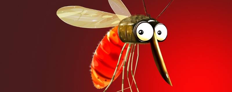 蚊子叮咬人后活多久 蚊子咬人后能活多久