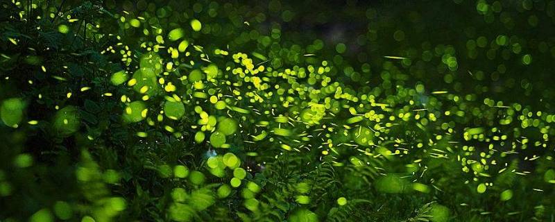 萤火虫的生活环境昆虫记 萤火虫的生活环境