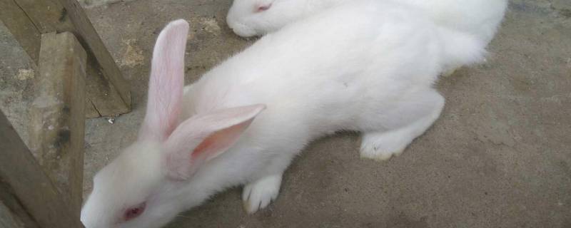 小白兔特点和特性外形 小白兔特点和特性