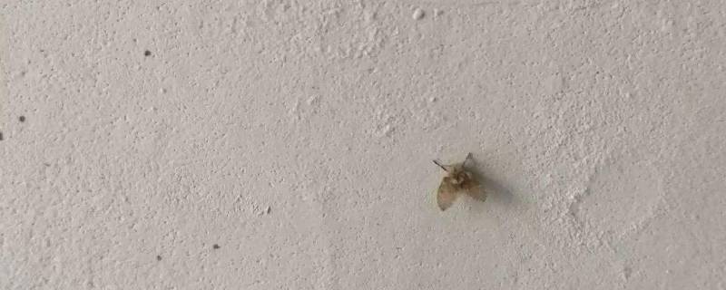 家里有小飞虫怎么办? 教你一招 家里有小飞虫怎么办