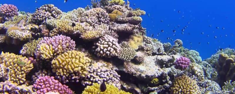 珊瑚礁有哪三种 珊瑚礁有哪三种类型