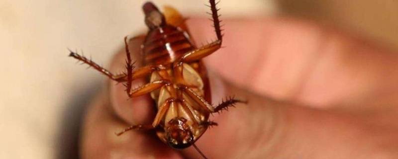 家里有蟑螂是怎么引起的 家里怎么会有蟑螂是什么原因造成的