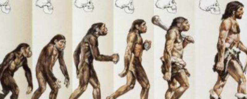 人是猴子进化来的吗（人怎么可能是猴子进化的）