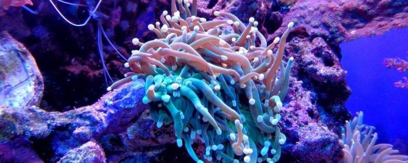 珊瑚属于生物吗（珊瑚属于生物嘛）
