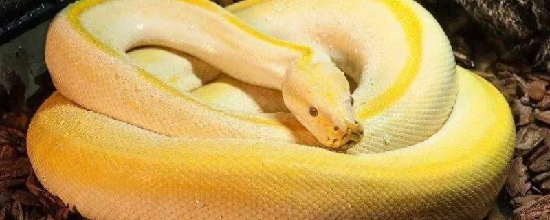 金黄颜色的蛇有哪些 金黄色的蛇是什么品种