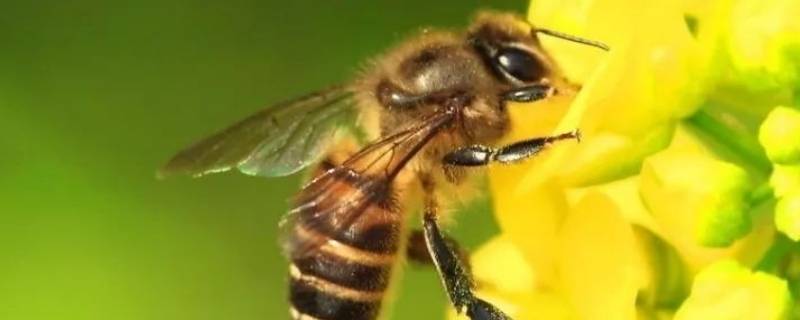 蜜蜂的外形特点 蜜蜂的外形