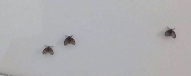 卫生间小飞虫哪里来的如何消除 卫生间小飞虫怎么消除