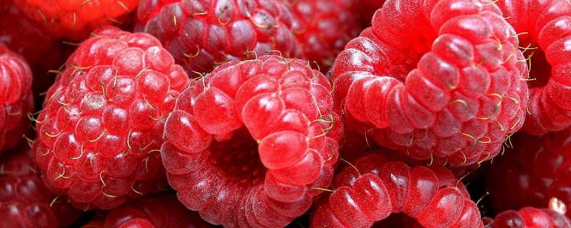 野果红色的小果子叫什么 红红的野果子叫什么