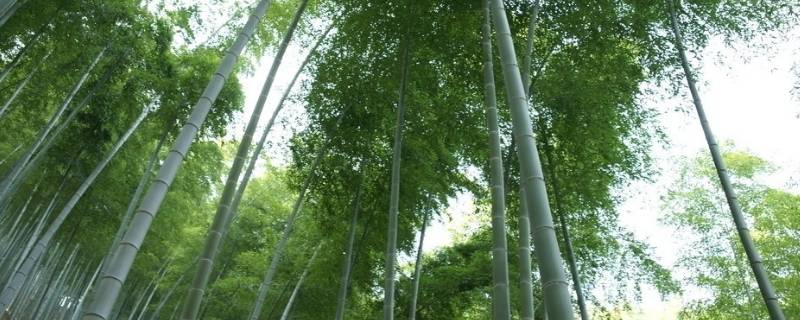 竹子的品质像什么人200字 竹子的品质像什么人