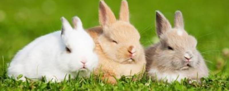 兔子是哑巴吗 哑巴兔为什么叫哑巴兔
