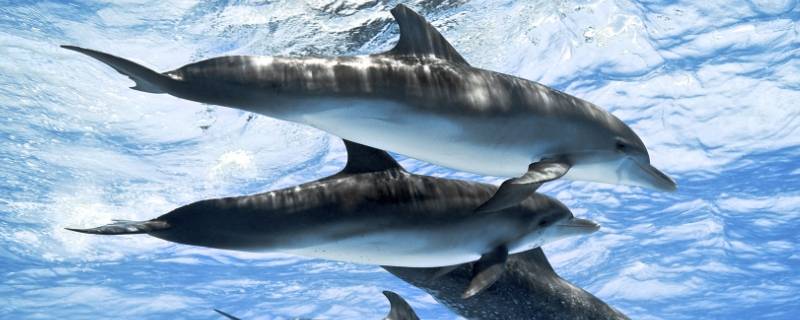 海豚怎么繁殖的 海豚怎么进行繁殖