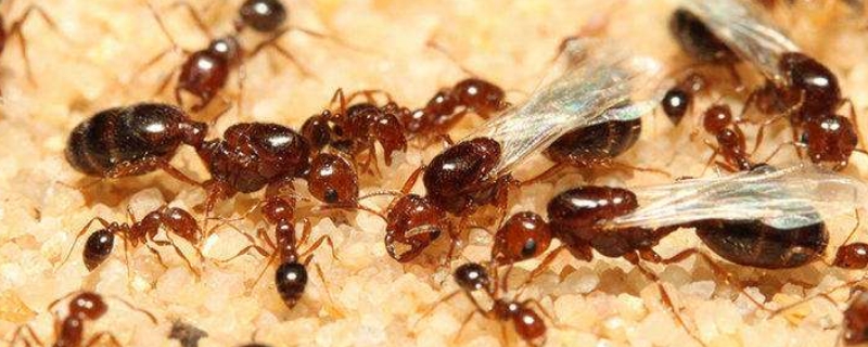 冬天有蚂蚁吗 冬天会有蚂蚁么