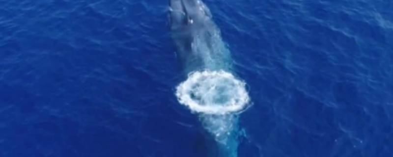 蓝鲸长多少米 蓝鲸长多少米重多少