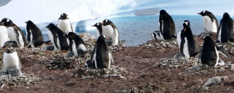 地球上的企鹅全部分布在南半球吗 地球上的企鹅全部分布在南北半球吗