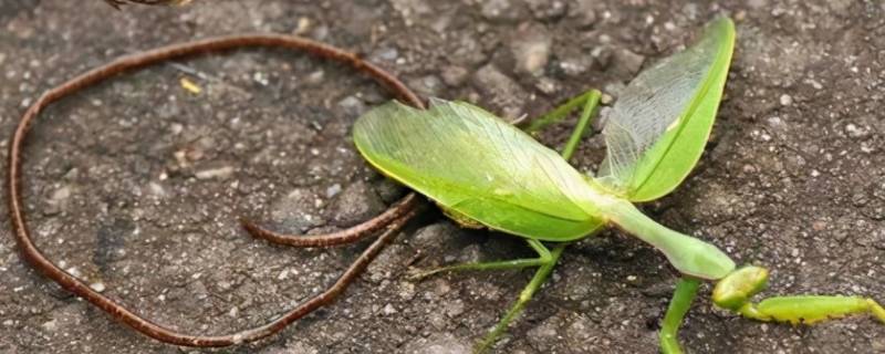 铁线虫能控制螳螂吗 铁线虫为什么能控制螳螂