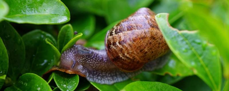 蜗牛向前运动呈什么状向前移动 蜗牛利用什么向前移动