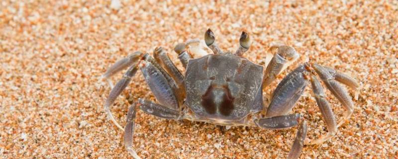 螃蟹干放着能活多久 螃蟹放水里活的时间长 还是干放