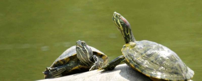 海龟的心跳每分钟多少 乌龟心跳一分钟多少次