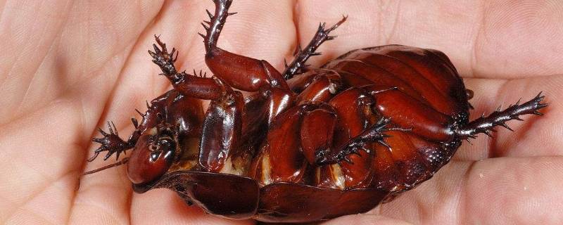 黑色蟑螂和棕色蟑螂的区别（黑色的蟑螂和棕色的蟑螂有什么区别）