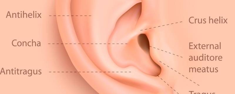耳可以听声音还可以做什么 耳朵可以用来听声音吗