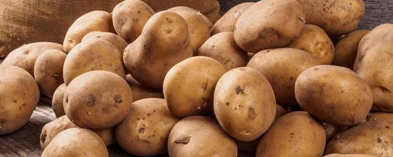 土豆的茎为什么在土里 土豆为什么长在土里