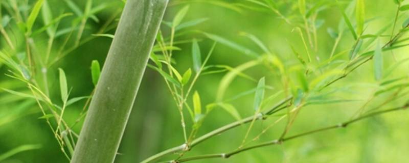 竹子的特点和象征意义 竹子的特点和象征意义的作文