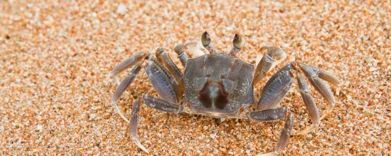 螃蟹不放水能活多久 螃蟹不用水养能活多久