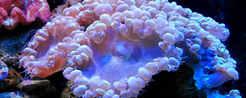 珊瑚虫是腔肠动物吗 珊瑚虫属于腔肠动物其不具有的特征是