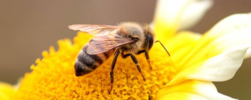 蜜蜂有什么精神 蜜蜂有什么精神品质的作文