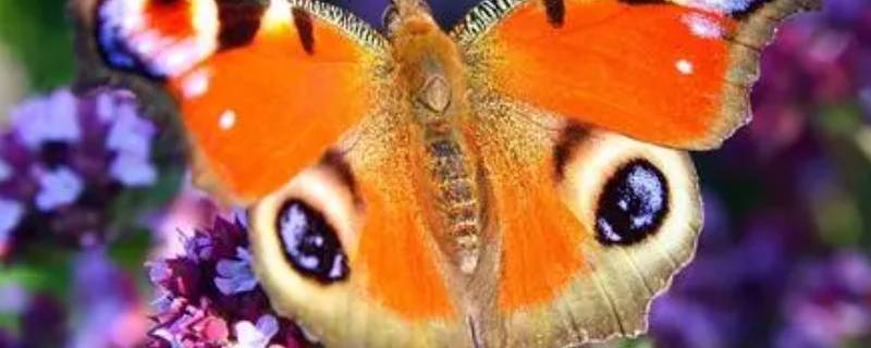 大孔雀蝶的食物 大孔雀蝶的食物有哪些