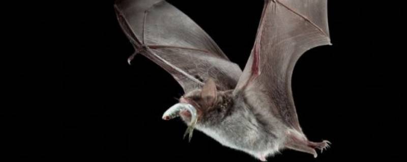 蝙蝠是怎么飞到家里来的 蝙蝠怎么从家里飞出去