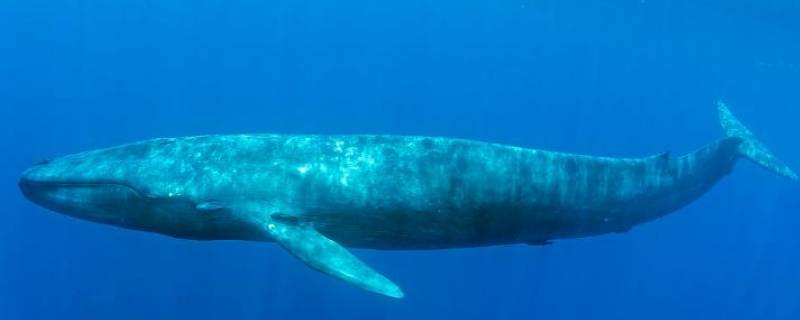 蓝鲸有多重 一只蓝鲸有多重