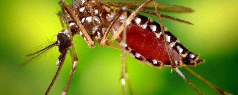 蚊子不吃不喝能活几天 蚊子不吃不喝可以活多久