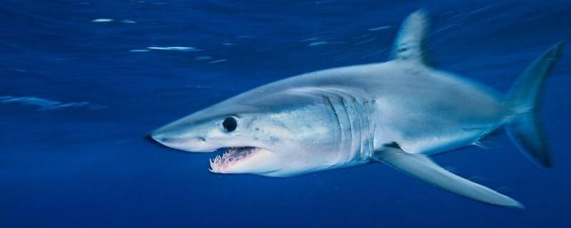 鲨鱼长什么样 世界上最可爱的鲨鱼长什么样