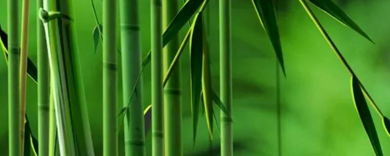 竹子的象征（满月竹子的象征）