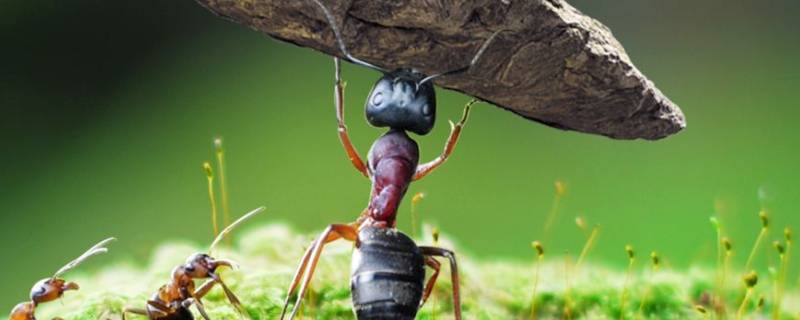 蚂蚁的特征 蚂蚁的特征简单介绍