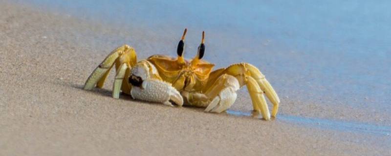 小螃蟹吃什么食物 野生小螃蟹吃什么食物